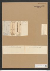 Diatomeae indet. Zeichnungen Sammlung Grunow Nr. 3555 (NHMW-BOT-W0371134)